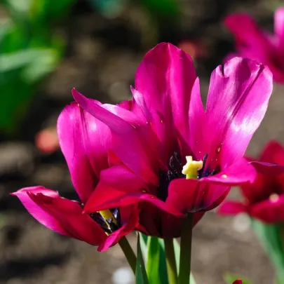 Tulipán Night Club - Tulipa - cibuľoviny - 3 ks