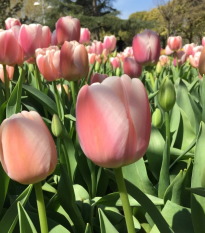 Tulipán Gabriella - Tulipa - cibuľoviny - 3 ks