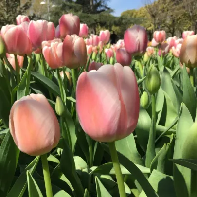 Tulipán Gabriella - Tulipa - cibuľoviny - 3 ks