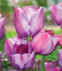 Tulipán Blue Heaven - Tulipa - cibuľoviny - 3 ks