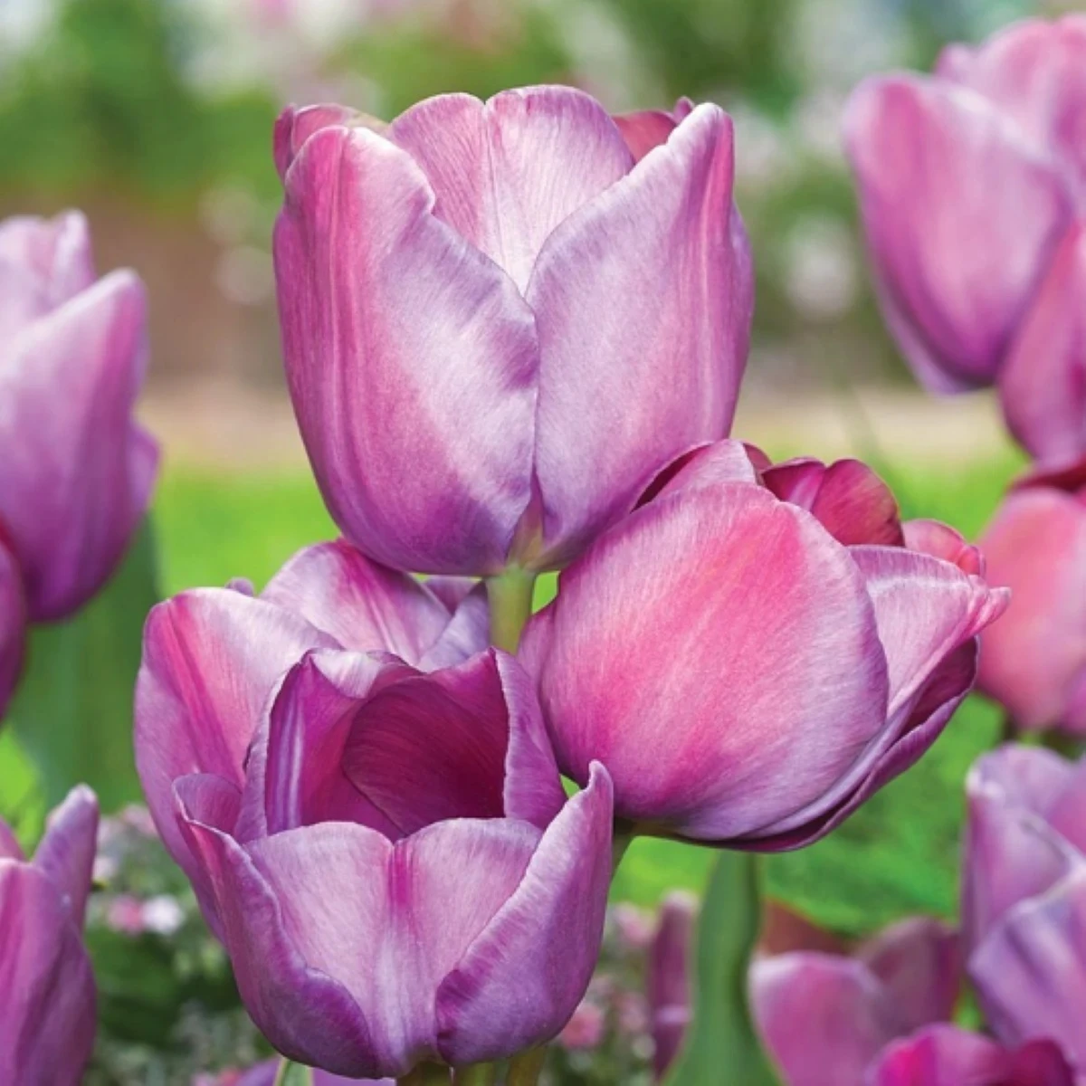 Tulipán Blue Heaven - Tulipa - cibuľoviny - 3 ks