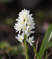 Puškínia modricovitá biela - Puschkinia scilloides albumu - cibuľoviny - 6 ks