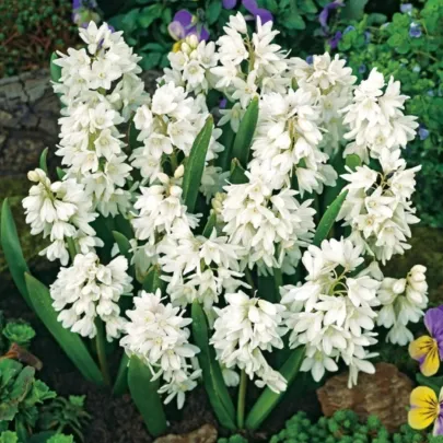 Puškínia modricovitá biela - Puschkinia scilloides albumu - cibuľoviny - 6 ks