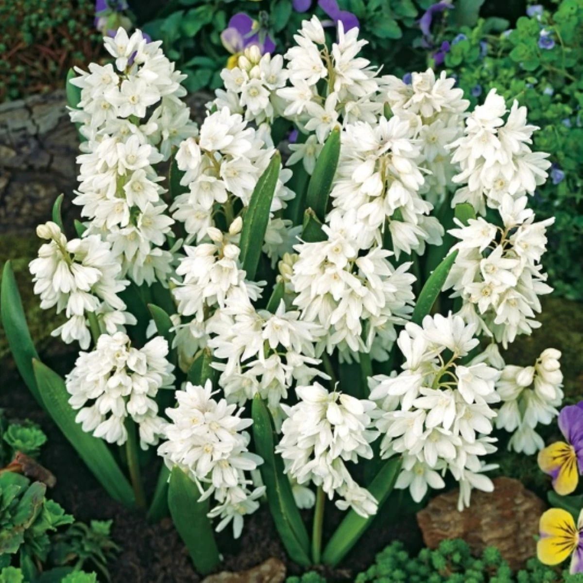 Puškínia modricovitá biela - Puschkinia scilloides albumu - cibuľoviny - 6 ks