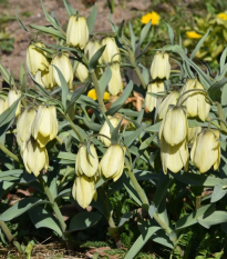 Korunkovka Pallidiflora - Fritillaria - cibuľoviny - 2 ks