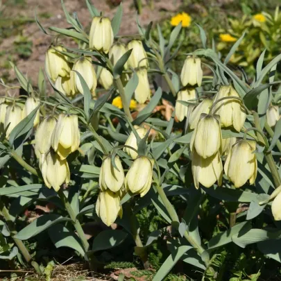 Korunkovka Pallidiflora - Fritillaria - cibuľoviny - 2 ks