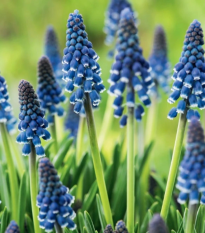 Modrica Joyce Spirit - Muscari armeniacum - cibuľoviny - 5 ks