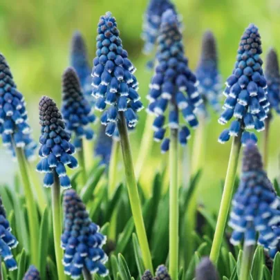 Modrica Joyce Spirit - Muscari armeniacum - cibuľoviny - 5 ks