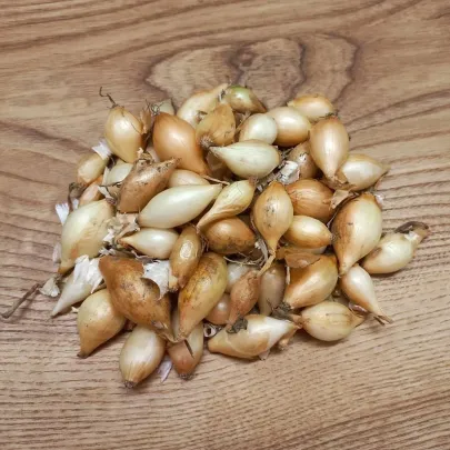 Sadzačka Augusta - Allium cepa - cibuľky - 250 g