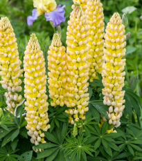 Lupina mnoholistá Gallery Yellow Shades - Lupinus polyphyllus - semená - 20 ks