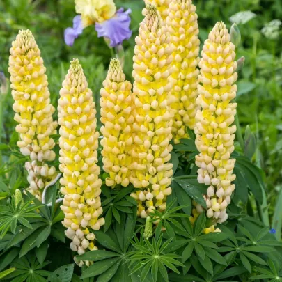 Lupina mnoholistá Gallery Yellow Shades - Lupinus polyphyllus - semená - 20 ks