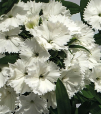 Klinček Chiba White F1 - Dianthus interspecific - semená - 18 ks