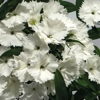 Klinček Chiba White F1 - Dianthus interspecific - semená - 18 ks