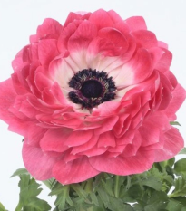 Veternica Harmony Double Pink - Anemone coronaria - semená - 8 ks