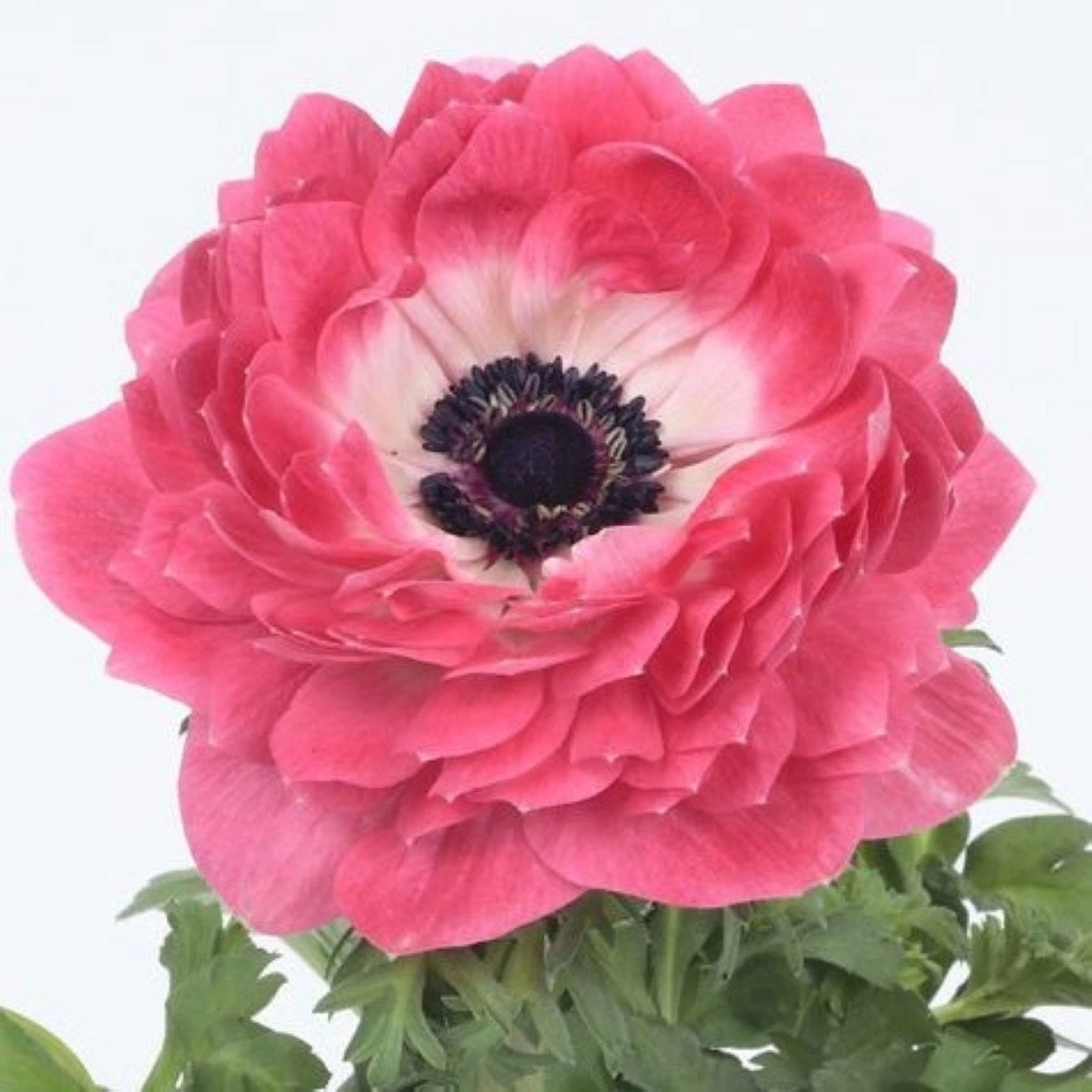 Veternica Harmony Double Pink - Anemone coronaria - semená - 8 ks