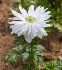 Veternica Harmony Double White F1 - Anemone coronaria - semená - 8 ks