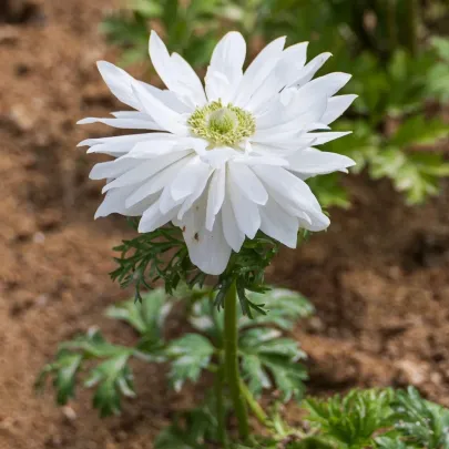 Veternica Harmony Double White F1 - Anemone coronaria - semená - 8 ks