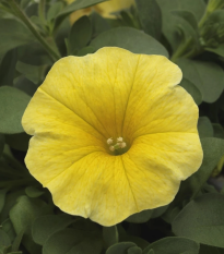 Petchoa Caliburst Yellow - Petchoa Caliburst - semená - 8 ks