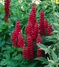 Lupina mnoholistá Gallery Red Shades - Lupinus polyphyllus - semená - 20 ks