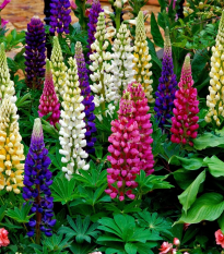 Lupina mnoholistá Gallery Mix - Lupinus polyphyllus - semená - 20 ks