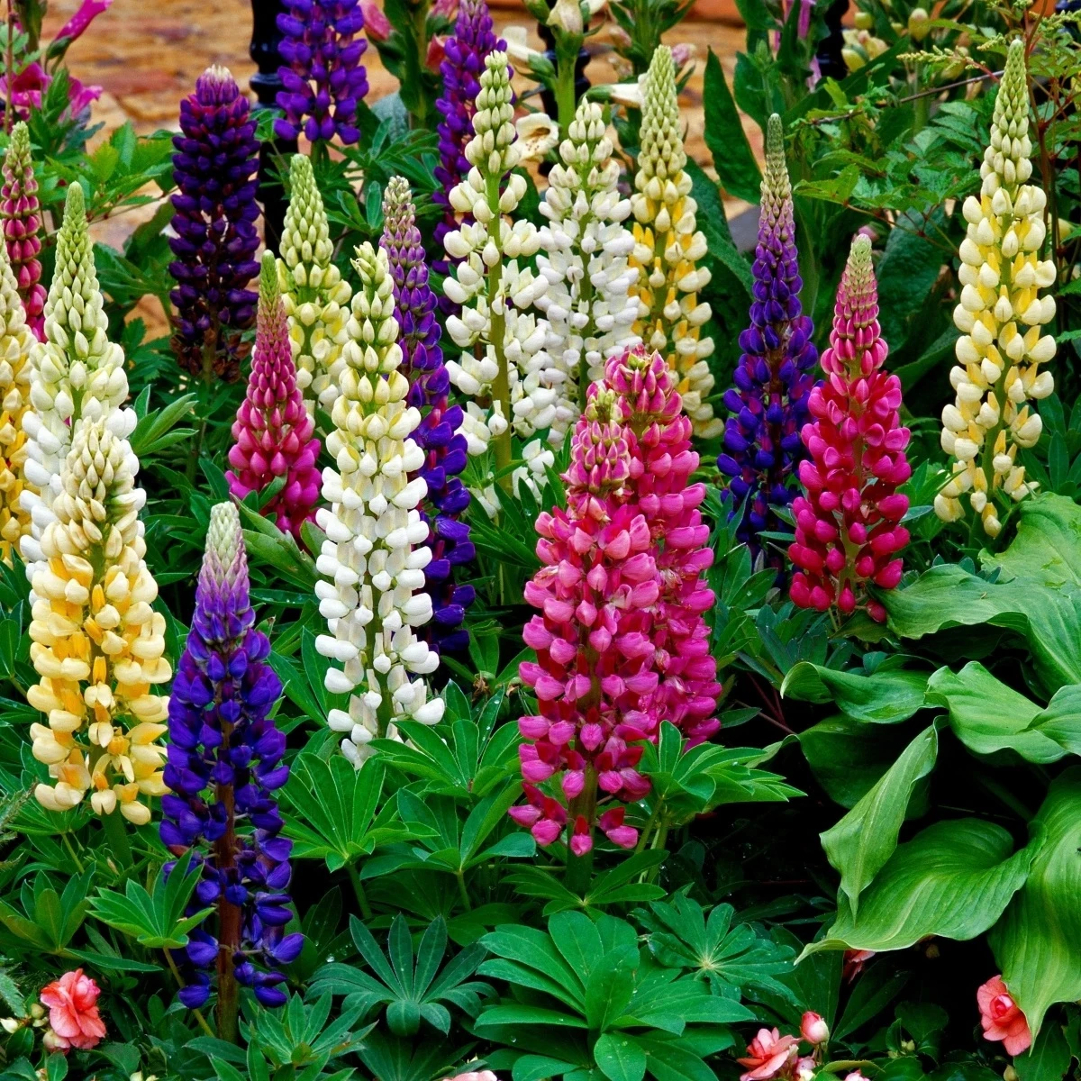 Lupina mnoholistá Gallery Mix - Lupinus polyphyllus - semená - 20 ks