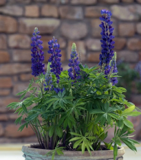Lupina mnoholistá Mini Gallery Pure Blue - Lupinus polyphyllus - semená - 12 ks