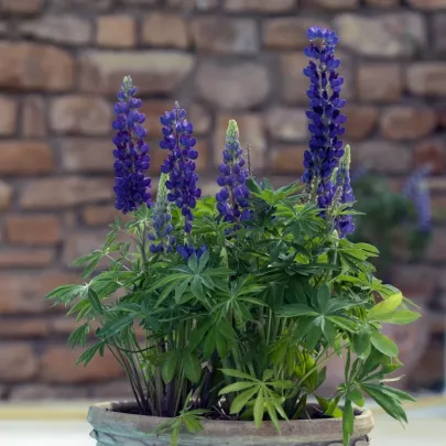 Lupina mnoholistá Mini Gallery Pure Blue - Lupinus polyphyllus - semená - 12 ks