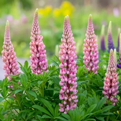 Lupina mnoholistá Gallery Pink Shades - Lupinus polyphyllus - semená - 20 ks