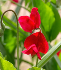 Hrachor Winter Sunshine Scarlet - Lathyrus odoratus - semená - 15 ks