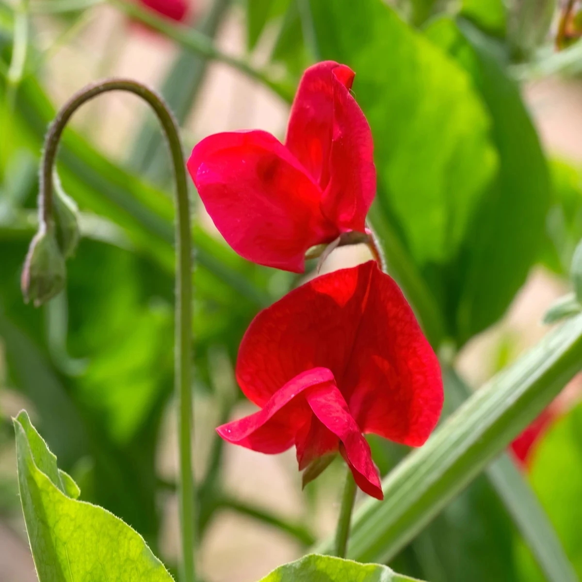 Hrachor Winter Sunshine Scarlet - Lathyrus odoratus - semená - 15 ks
