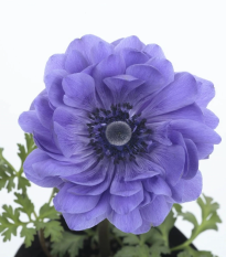 Veternica Harmony Double Blue F1 - Anemone coronaria - semená - 8 ks