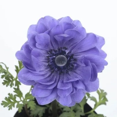 Veternica Harmony Double Blue F1 - Anemone coronaria - semená - 8 ks