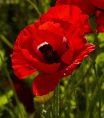 Veternica Harmony Double Scarlet F1 - Anemone coronaria - semená - 8 ks