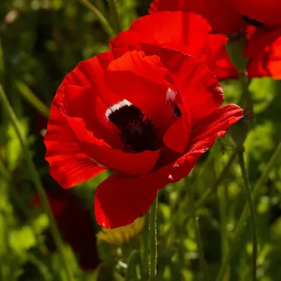 Veternica Harmony Double Scarlet F1 - Anemone coronaria - semená - 8 ks