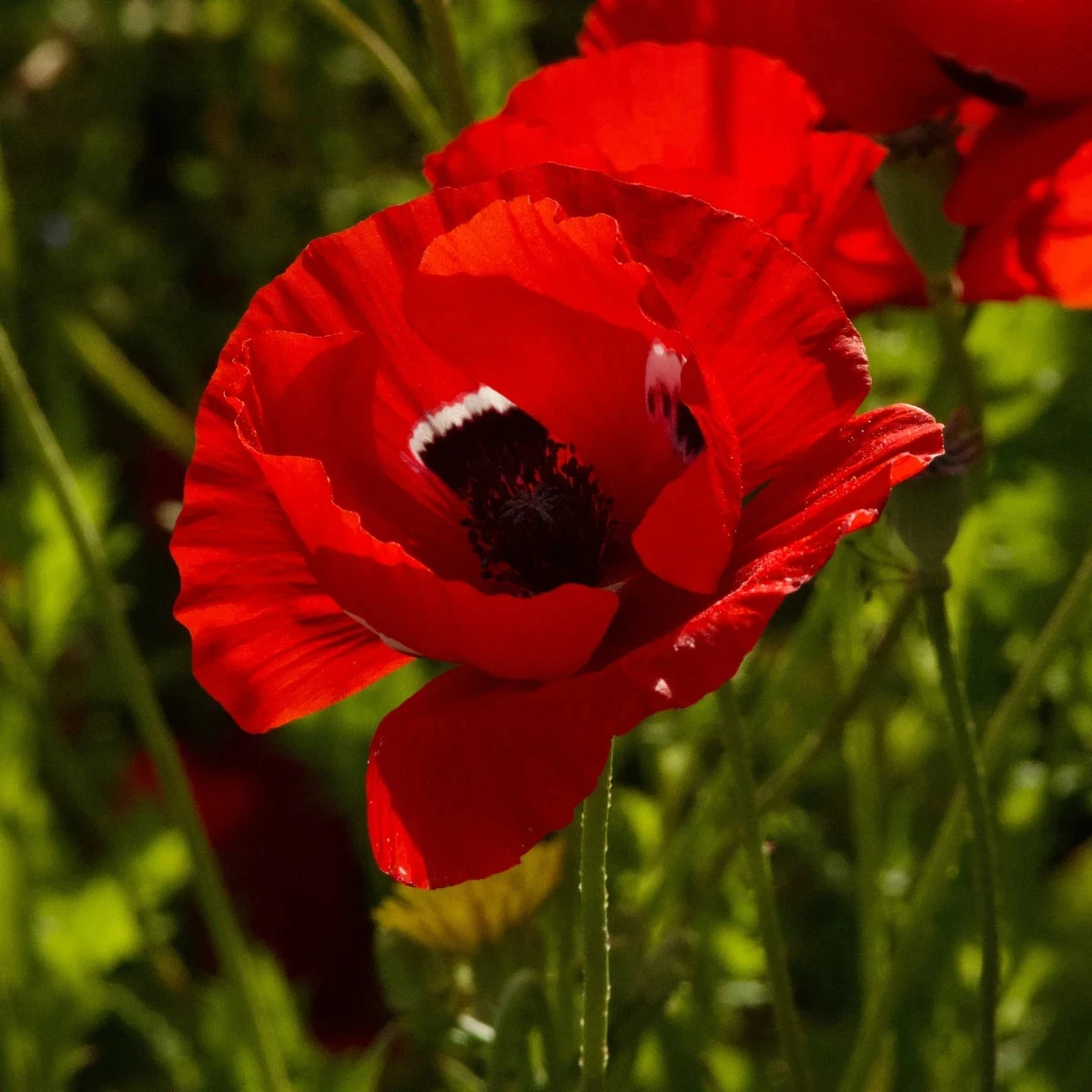 Veternica Harmony Double Scarlet F1 - Anemone coronaria - semená - 8 ks