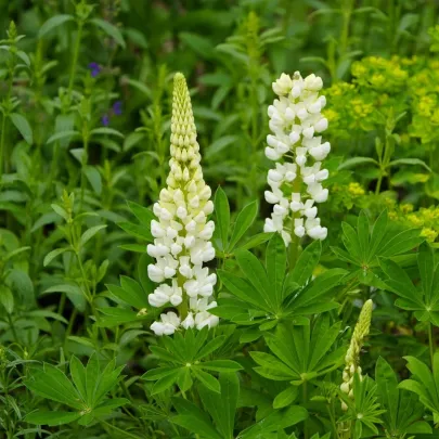 Lupina mnoholistá Gallery White Shades - Lupinus polyphyllus - semená - 20 ks