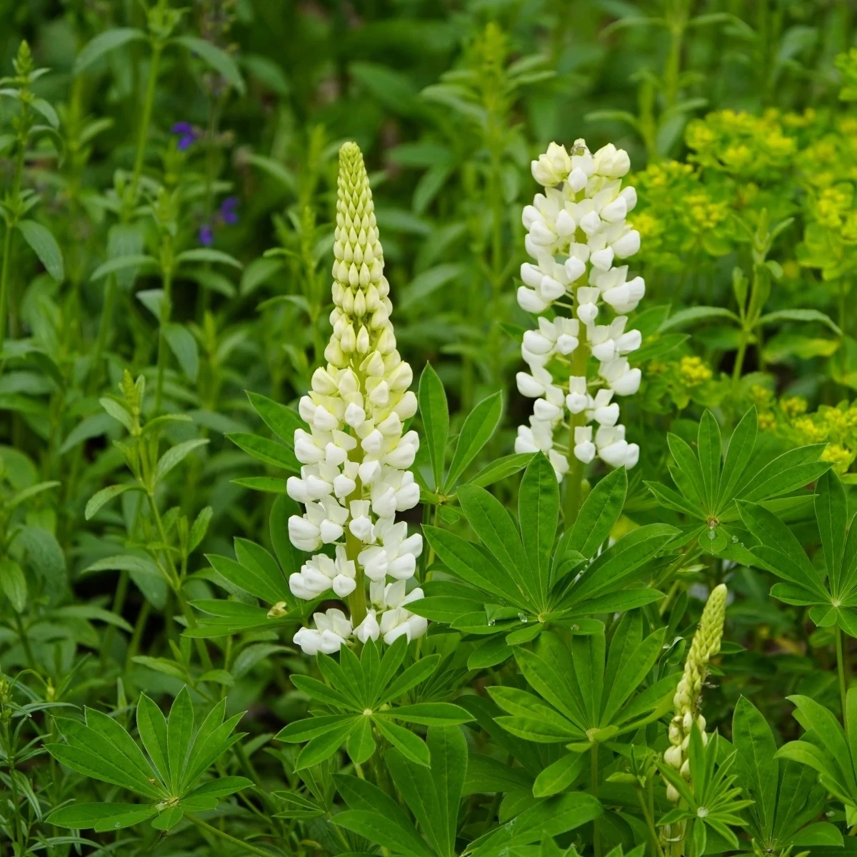 Lupina mnoholistá Gallery White Shades - Lupinus polyphyllus - semená - 20 ks