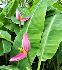 Banánovník ružový - Musa ornata - semená - 3 ks