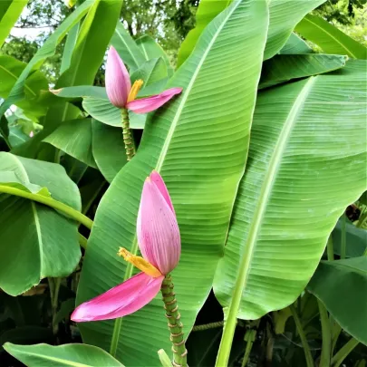 Banánovník ružový - Musa ornata - semená - 3 ks