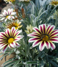 Gazánia Frosty Kiss White Flame - Gazania rigens - semená - 12 ks