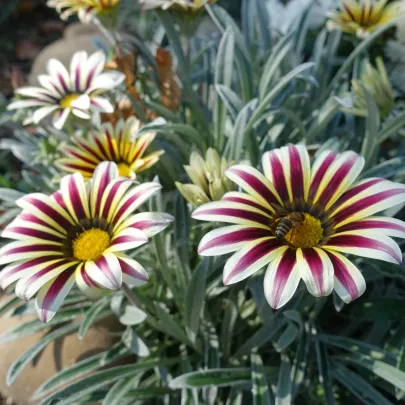Gazánia Frosty Kiss White Flame - Gazania rigens - semená - 12 ks
