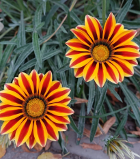 Gazánia Frosty Kiss Orange Flame - Gazania rigens - semená - 12 ks