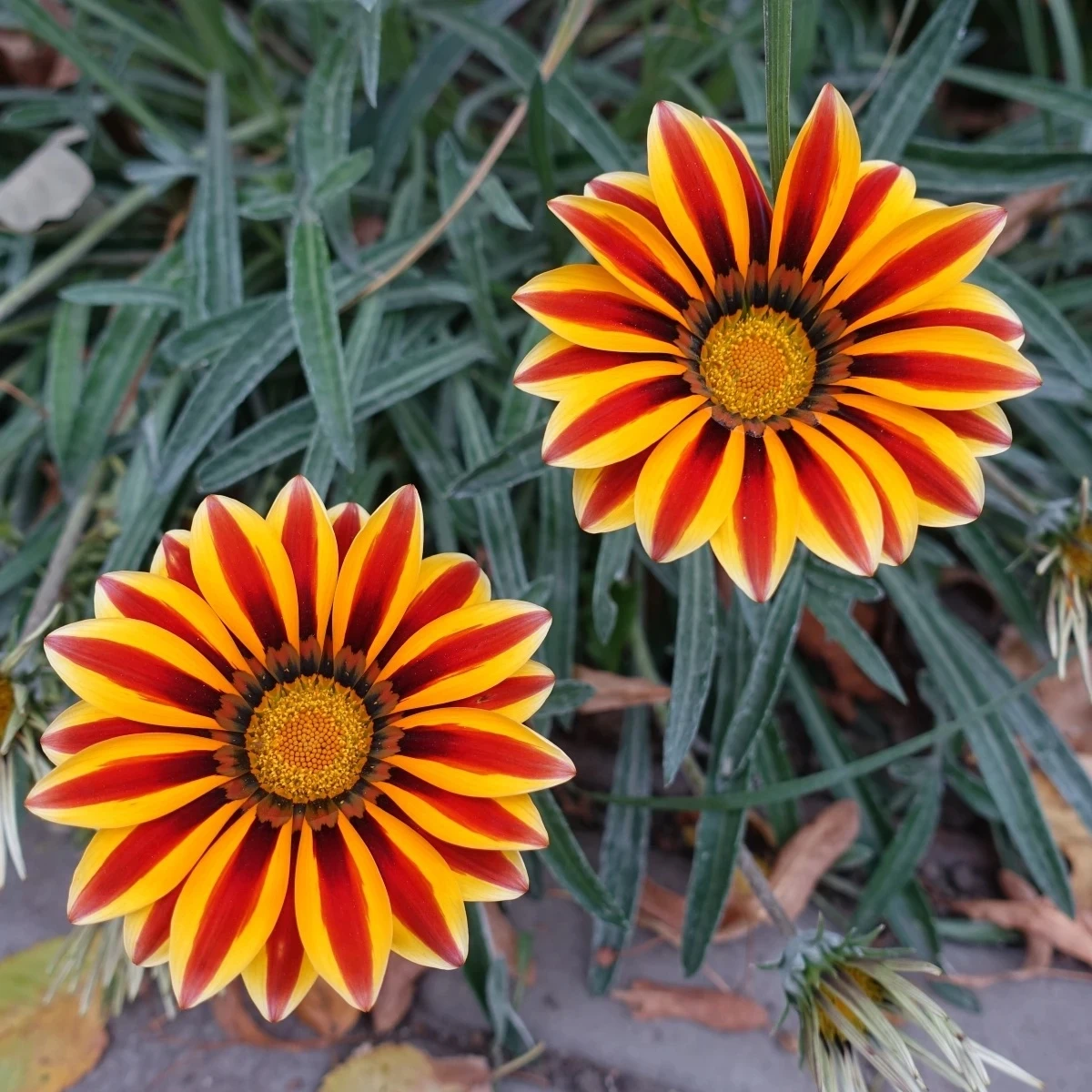 Gazánia Frosty Kiss Orange Flame - Gazania rigens - semená - 12 ks
