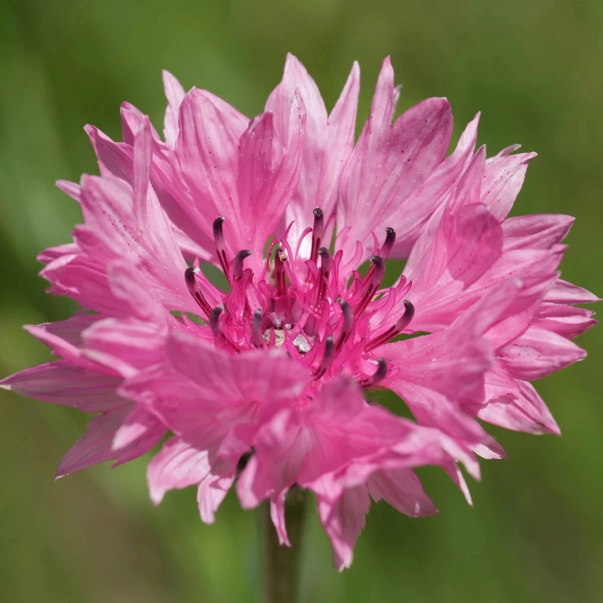 Nevädza lúčna Ball Red - Centaurea cyanus - semená - 50 ks