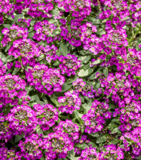 Lobulária Wonderland Deep Rose - Lobularia maritima - semená - 20 ks