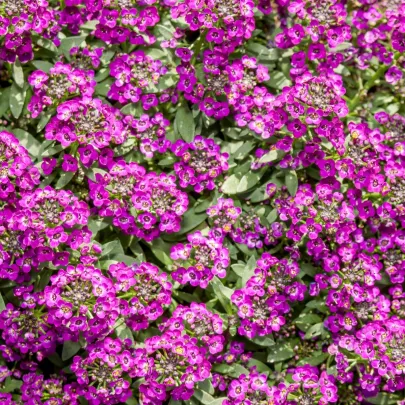 Lobulária Wonderland Deep Rose - Lobularia maritima - semená - 20 ks