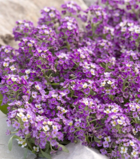 Lobulária Aphrodite Purple - Lobularia maritima - semená - 20 ks