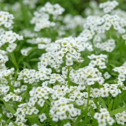 Lobulária Easter Bonnet White - Lobularia maritima - semená - 50 ks