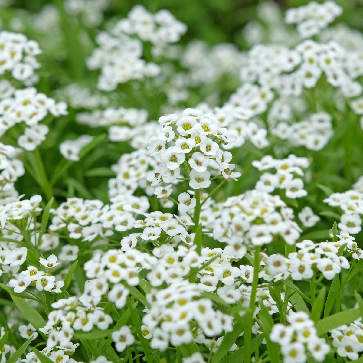 Lobulária Easter Bonnet White - Lobularia maritima - semená - 50 ks