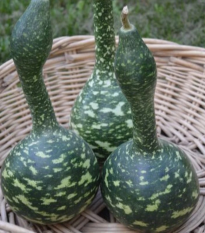 Tekvica okrasná Cobra - Lagenaria siceraria - semená - 5 ks